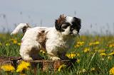 SHIH TZU 281